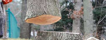Best Tree Maintenance Programs  in Three Forks, MT